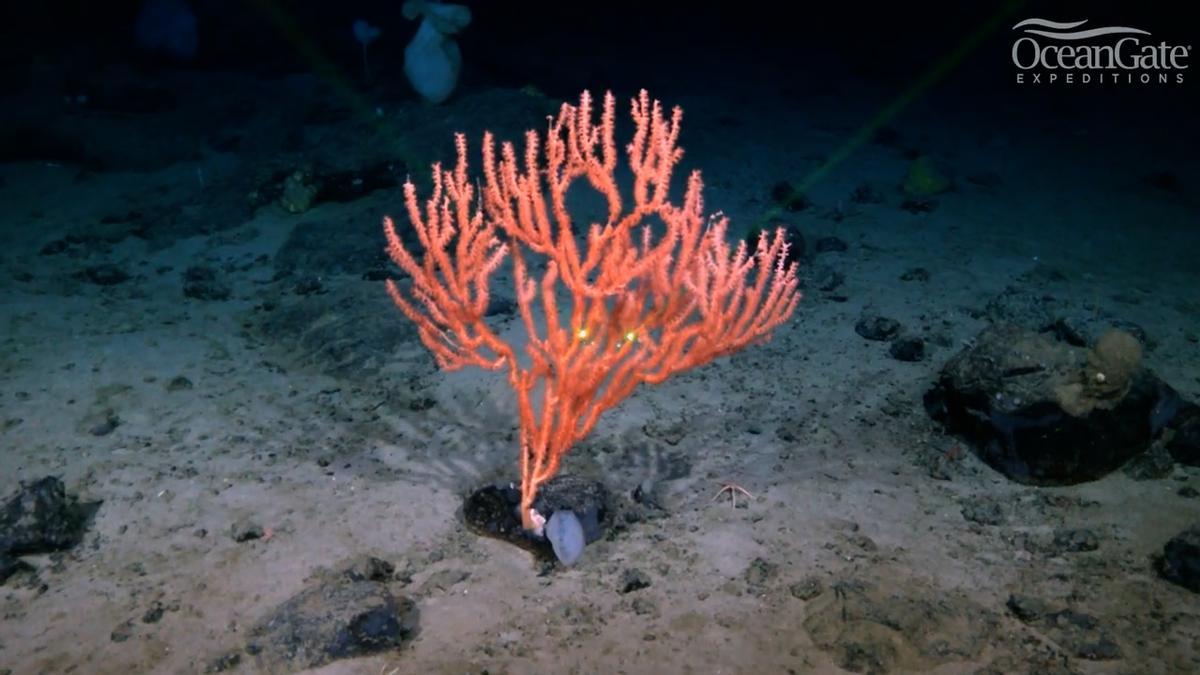 Corales en la estructura submarina