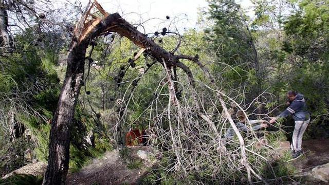Los destrozos en el arbolado han obligado al Ayuntamiento a cerrar temporalmente el Jardín de Santos