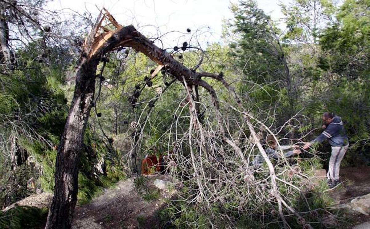 Los destrozos en el arbolado han obligado al Ayuntamiento a cerrar temporalmente el Jardín de Santos