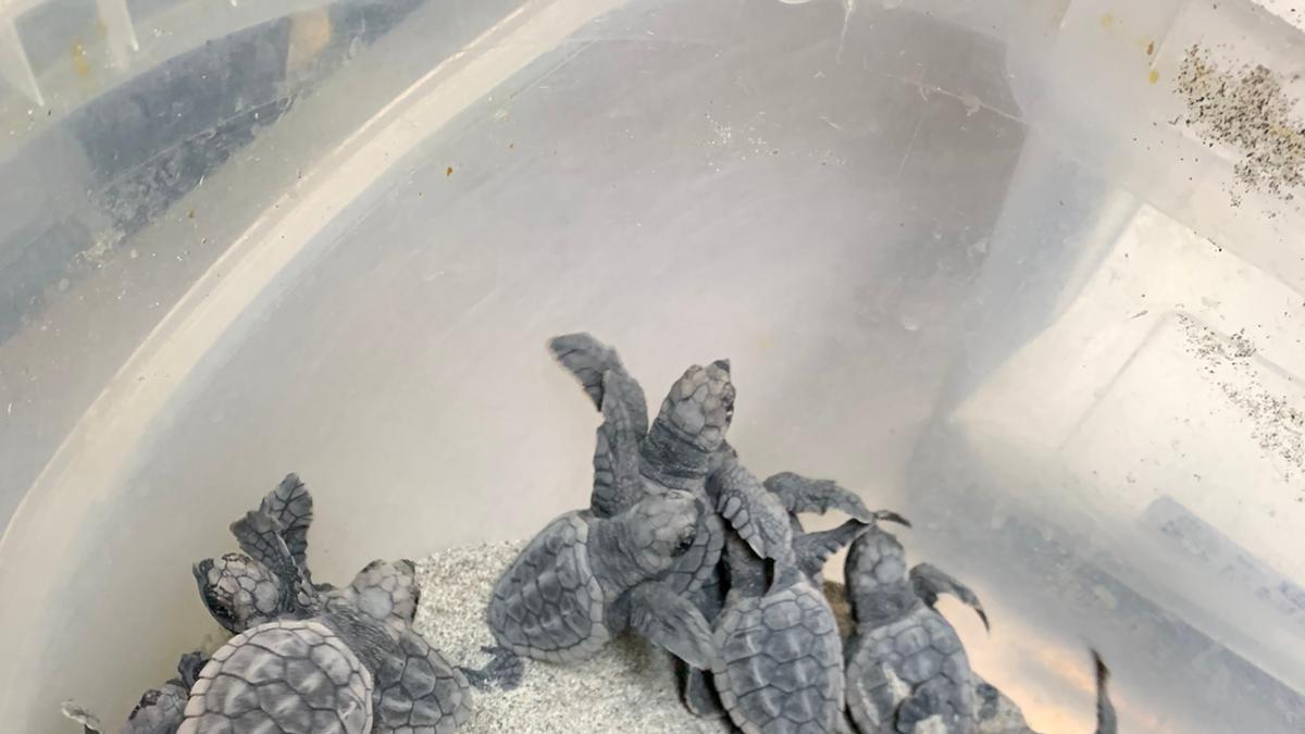 Nacen 43 tortugas bobas de un nido localizado en julio en La Manga