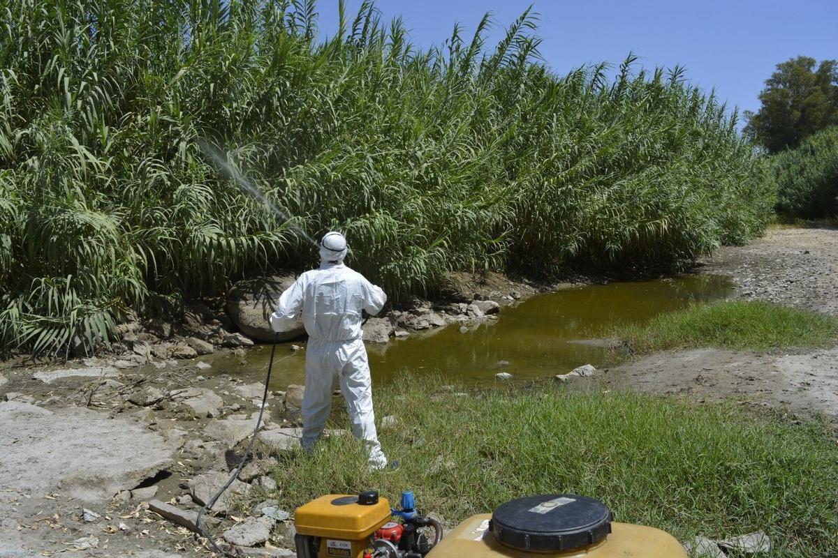 27/07/2026 Un operario de la empresa Serviplaga, realizando labores de prevención contra la plaga de mosquitos en Mijas.. El Ayuntamiento de Mijas (Málaga) intensifica su plan de choque contra el mosquito que puede transmitir el virus del Nilo occidental, cuya presencia ha detectado la Junta de Andalucía en una zona de la localidad en su último informe de control. POLITICA ANDALUCÍA ESPAÑA EUROPA MÁLAGA AYUNTAMIENTO DE MIJAS