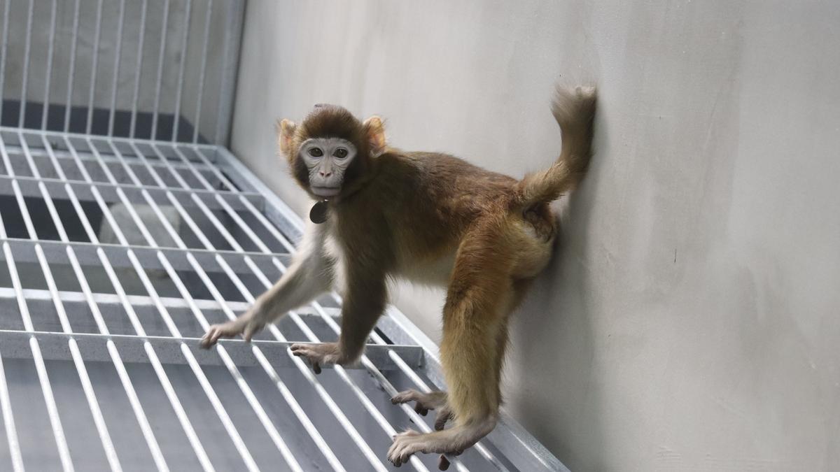 Científicos chinos clonan con éxito un mono rhesus: ¿estamos más cerca de la clonación humana?