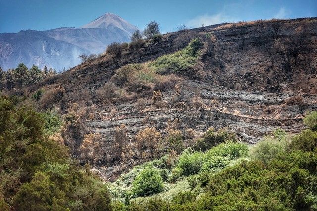 Zonas arrasadas por el incendio en el Norte de Tenerife