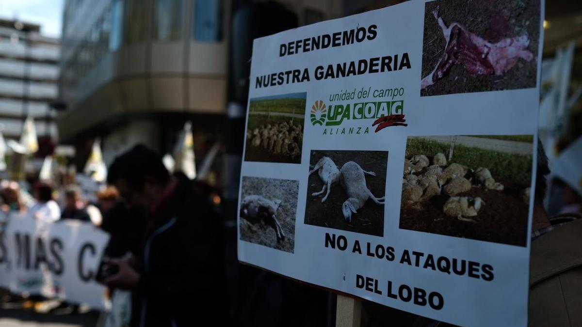 Imagen de archivo de una manifestación de la Alianza UPA-COAG en Zamora con motivo del lobo. | E. Fraile