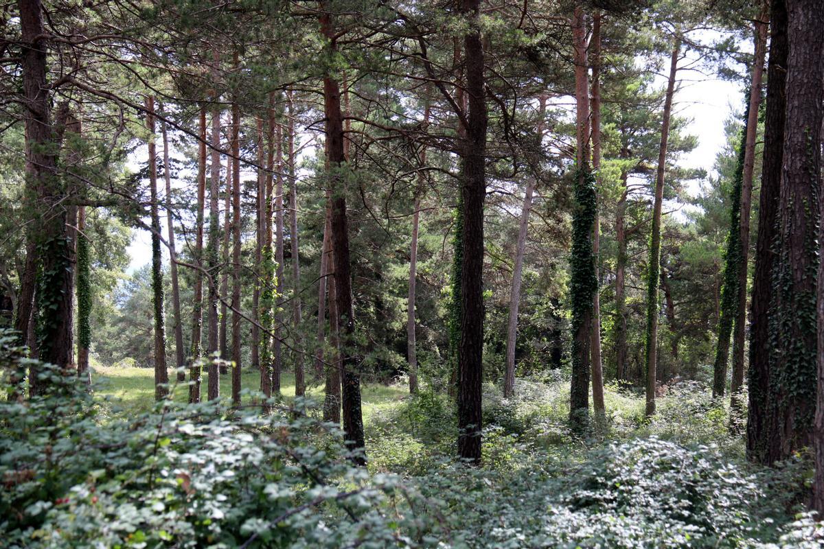 Un bosc a Capolat, al Berguedà