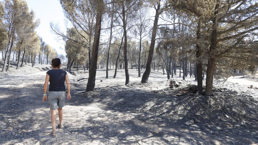 Adiós a miles de hectáreas de monte por el incendio de Ateca: «Era un pinar  precioso»