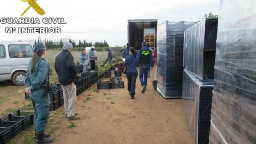 Agentes del ROCA intervienen la mercancía en uno de los campos.