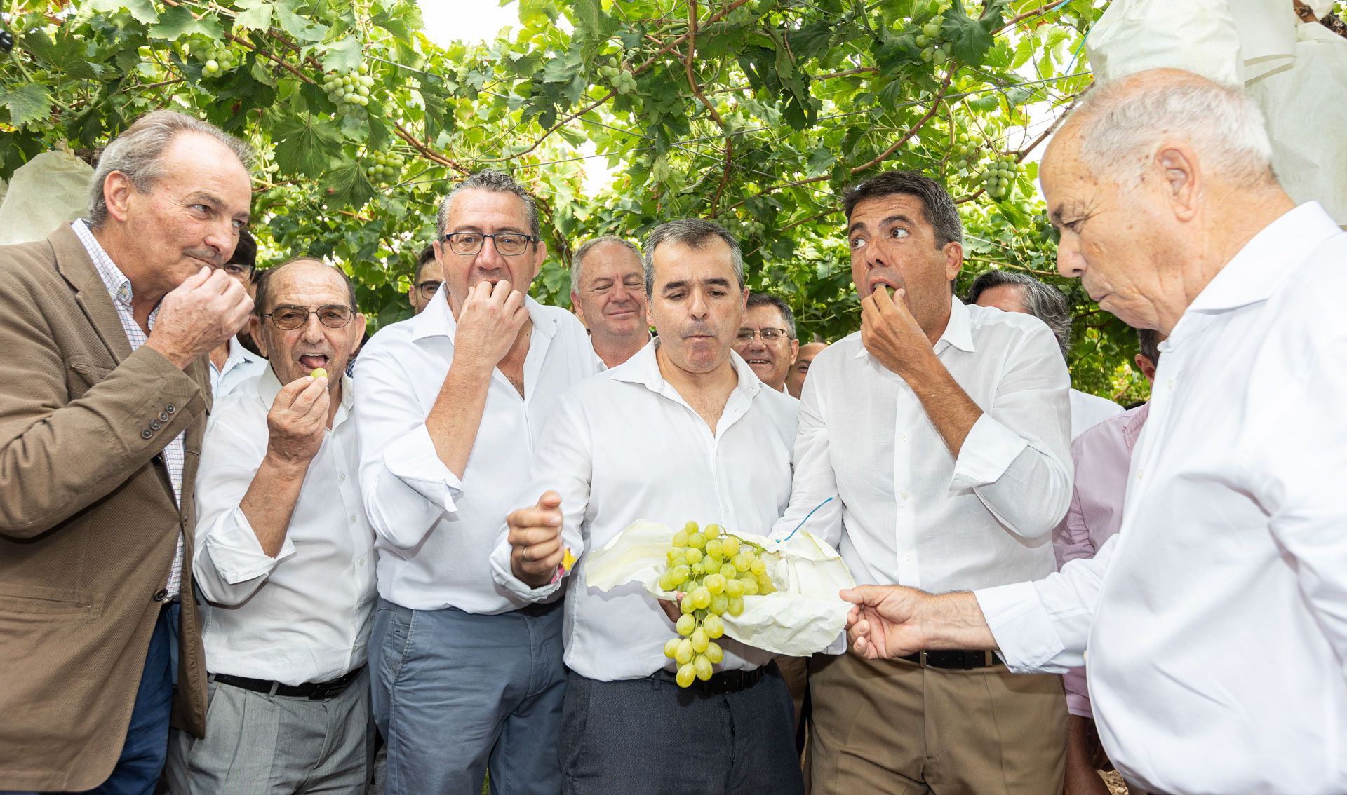 Mazón y Pérez participan en el primer corte de "Uva  de Mesa Embolsada del Vinalopó"