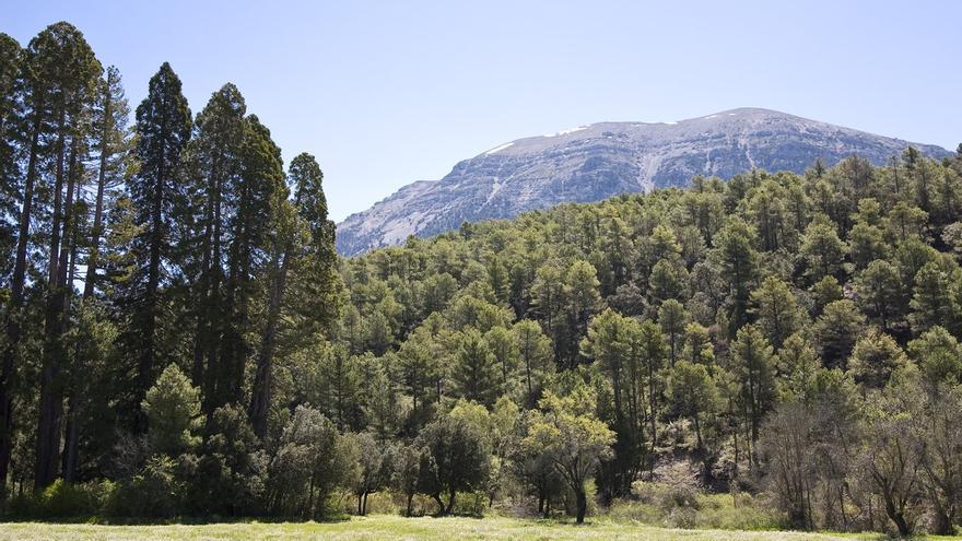 Esta es la provincia cerca de Málaga que tiene uno de los bosques de secuoyas más antiguos y grandes de toda Europa: &quot;Parece California...&quot;