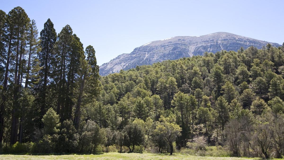Así es uno de los bosques de secuoyas más antiguo y grande de toda Europa, situado en Granada, cerca de Málaga.