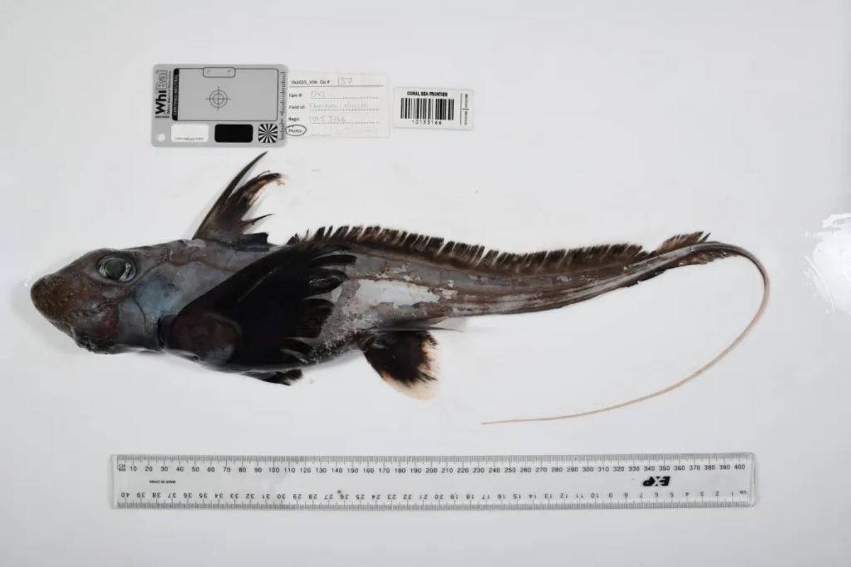 Quimera «tiburón fantasma»