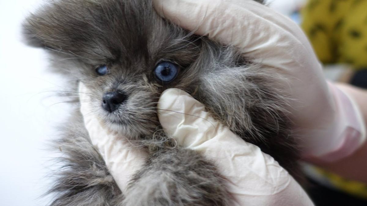 Cadáveres de cachorros en un congelador y animales enfermos en una tienda  de Barcelona