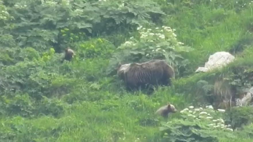 Las espectaculares imágenes de cinco osos paseando por Somiedo