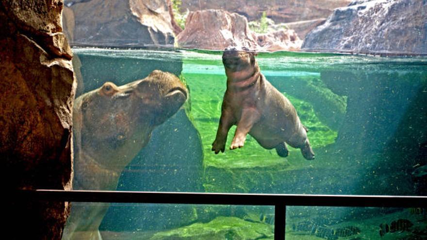 La Cueva de Kitum de Bioparc Valencia cumple un año