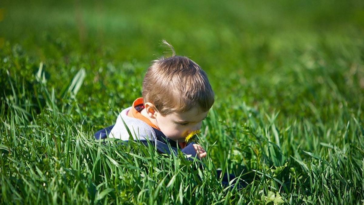 Olfato, oler, niño, flores campo, cesped