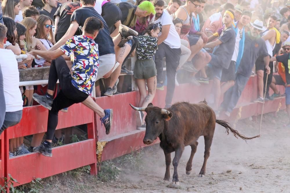 Les vaquetes de Santpedor en imatges