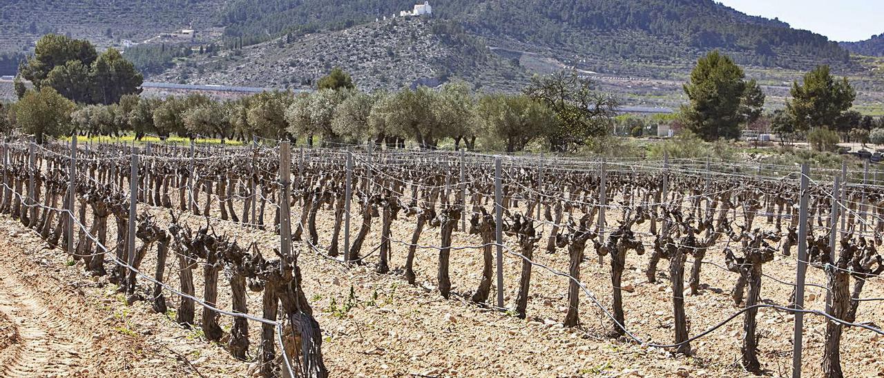 Campos de viñas y, al fondo, la Ermita de Santa Bárbara de la Font de la Figuera | PERALES IBORRA