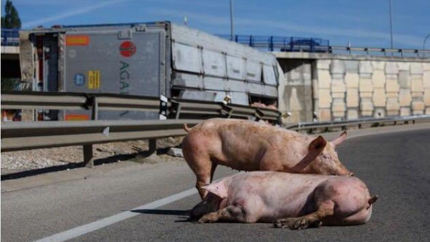 Un grupo de cerdos toma la entrada a Soria
