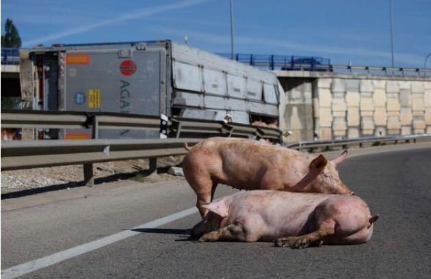 Un grupo de cerdos toma la entrada a Soria