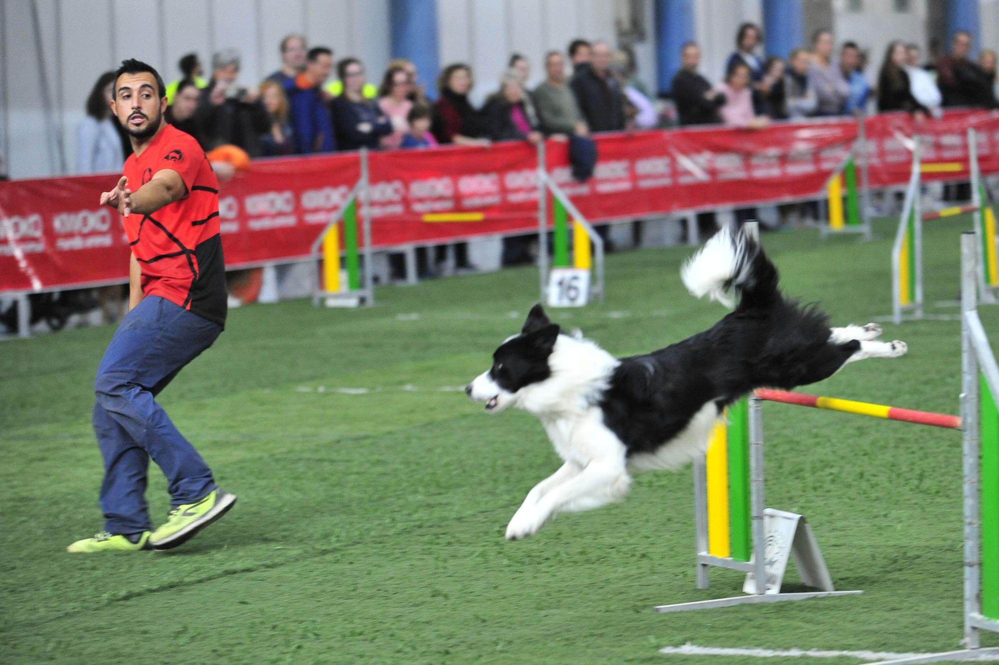 Amor por los animales en IFA