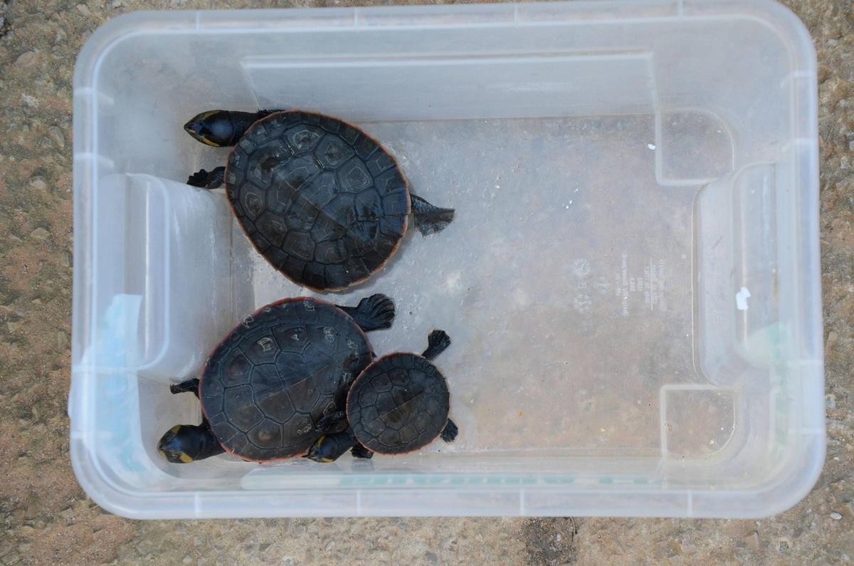 Varias tortugas encontradas en la parcela de Llucmajor que fue registrada a mediados de 2018.
