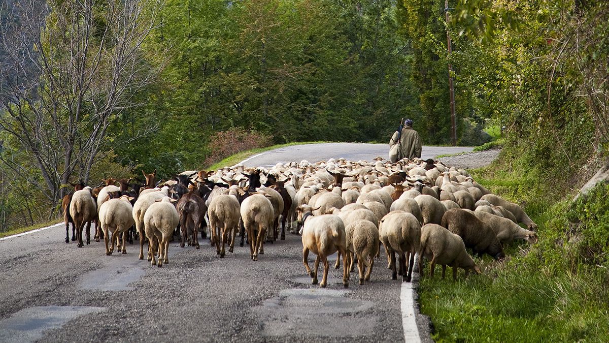 Un rebaño avanza por la carretera guiado por su pastor, imagen cotidiana de las rutas ganaderas del Pirineo.