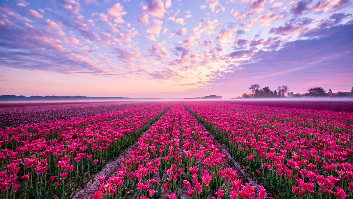 Los 10 campos de flores más espectaculares del mundo