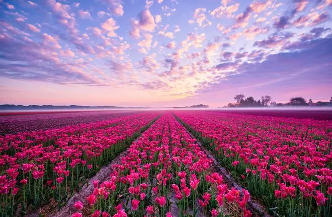 Los 10 campos de flores más espectaculares del mundo