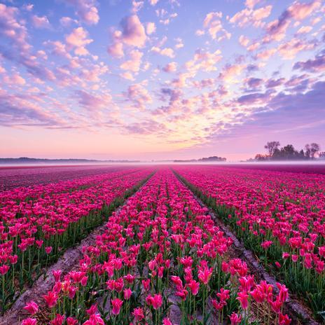 Los 10 campos de flores más espectaculares del mundo