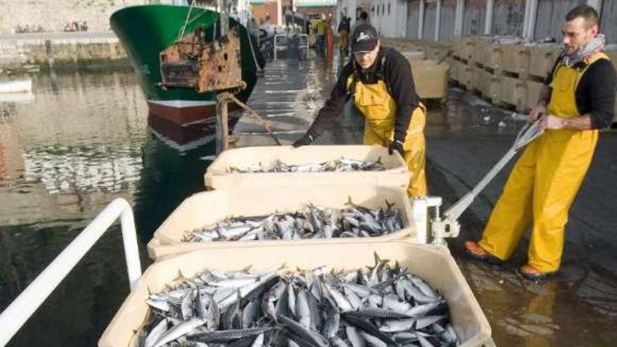 Descarga de xarda en un puerto del Cantábrico. / juan herrero