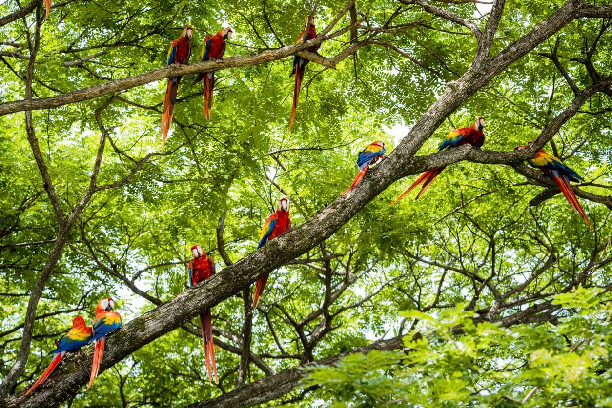 Guacamayos escarlata en la selva costarricense