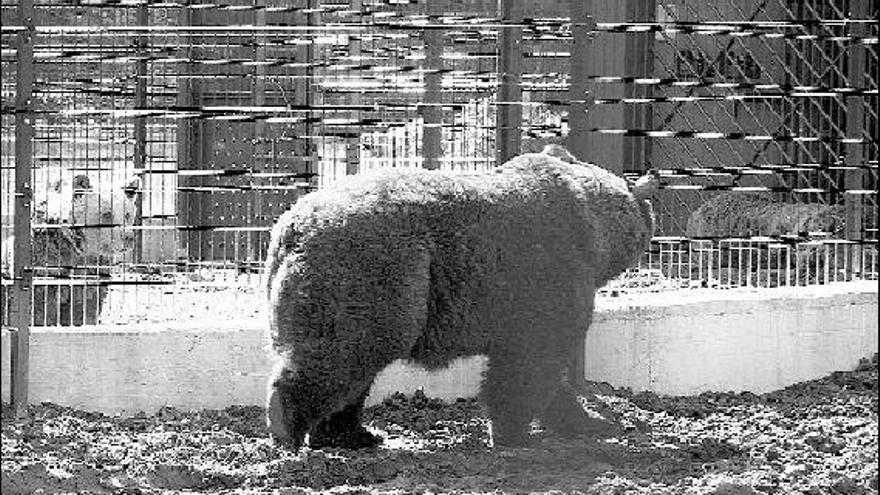 «Tola», observando desde el recinto común a «Furaco», con «Paca» a la derecha de la imagen.