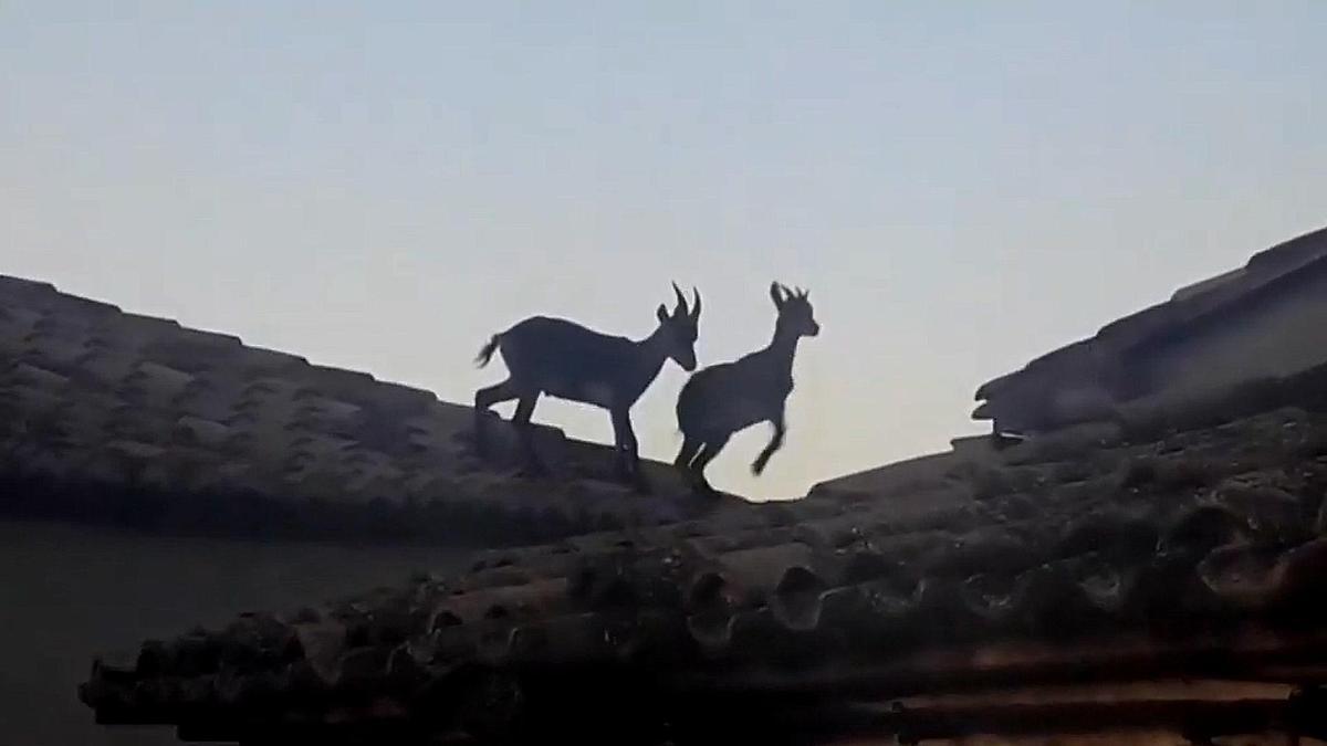 Cabras por encima de los tejados en un pueblo de Castellón
