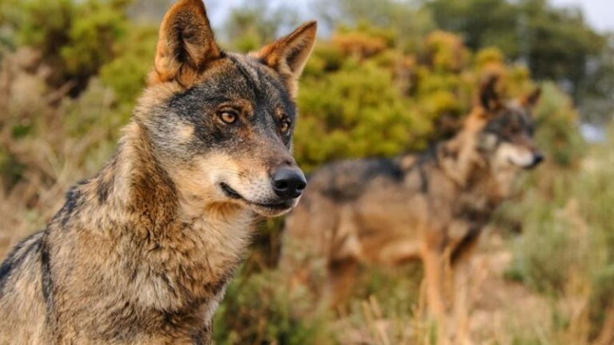 Polémica ante el aumento de protección del lobo ibérico