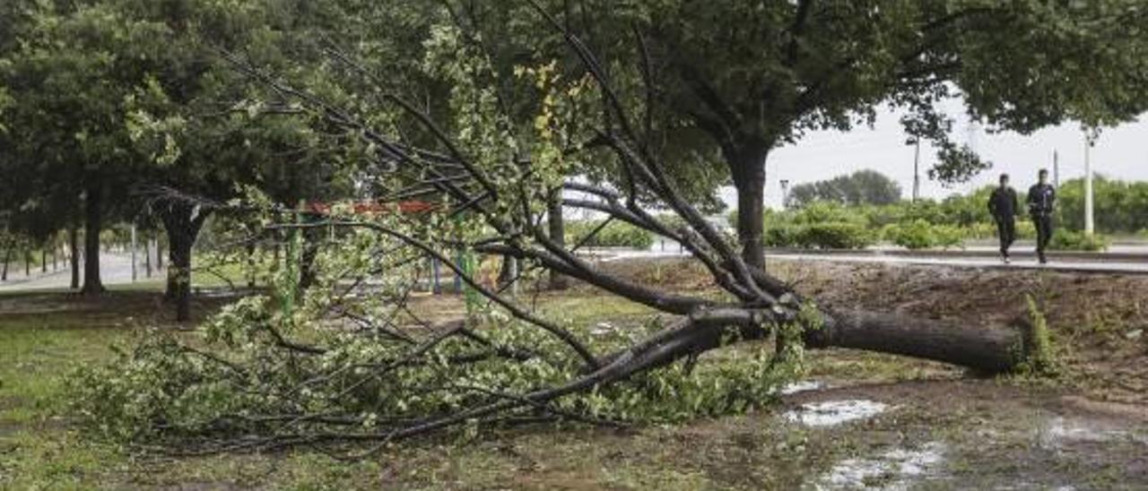 Otro ejemplar que se llevó por delante el temporal en Gandia