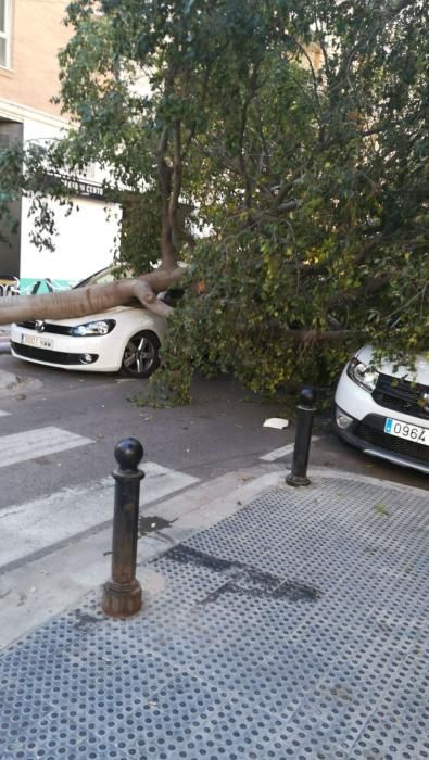 Cae un árbol en la calle Mariano Ribera