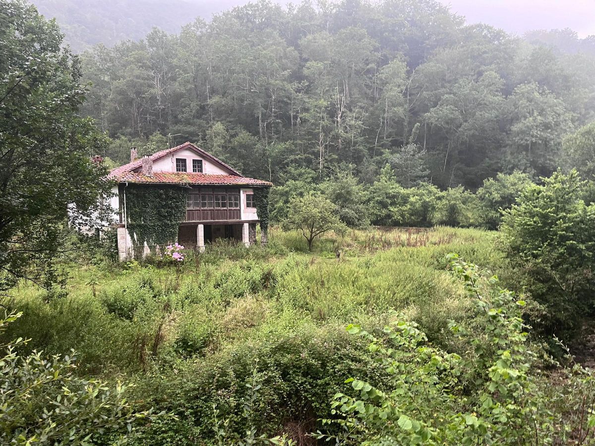 La finca de Les Llanes, tomada por la vegetación.