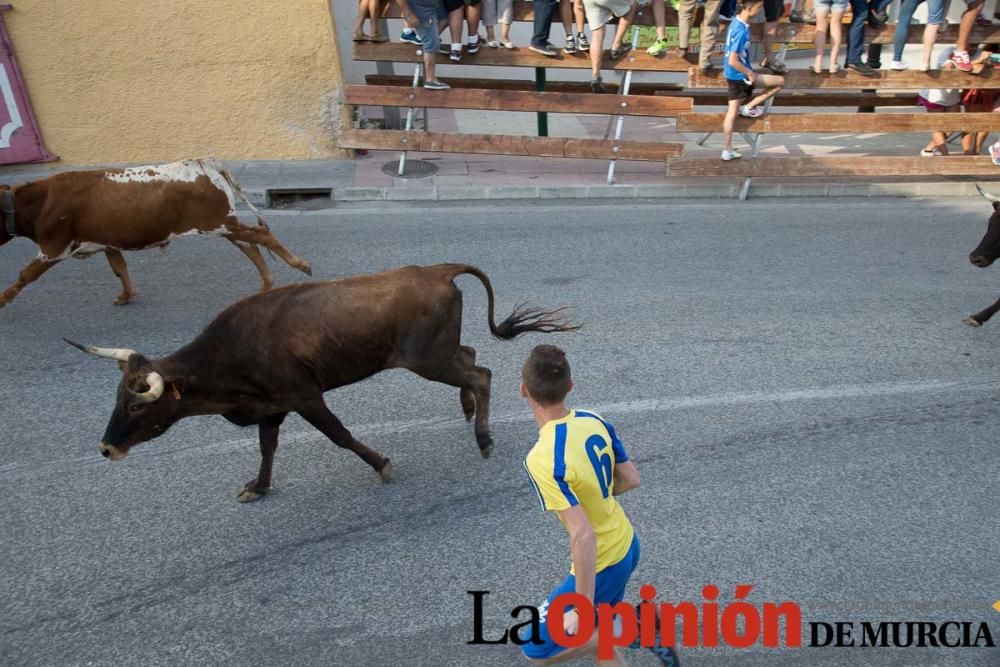 Suelta de vacas en Moratalla