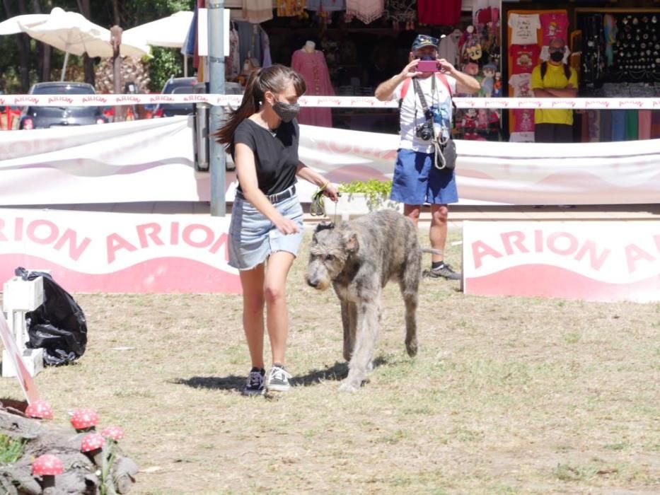 Campeonatos caninos en A Toxa.