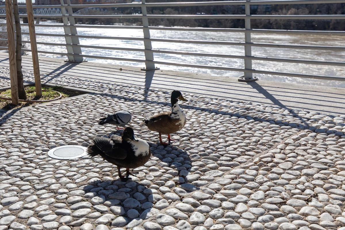 En imágenes I Árboles caídos en Zaragoza y parques cerrados por el viento