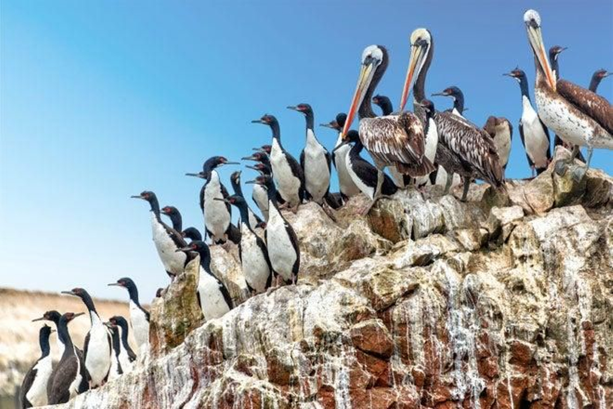 Pelícanos y cormoranes en las islas Ballestas.