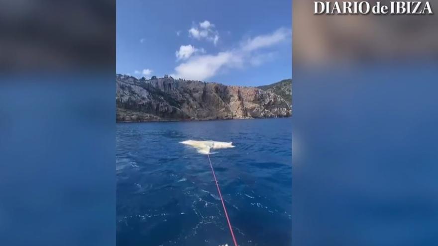 Vídeo: Localizan el cadáver de una gran ballena en aguas de Ibiza