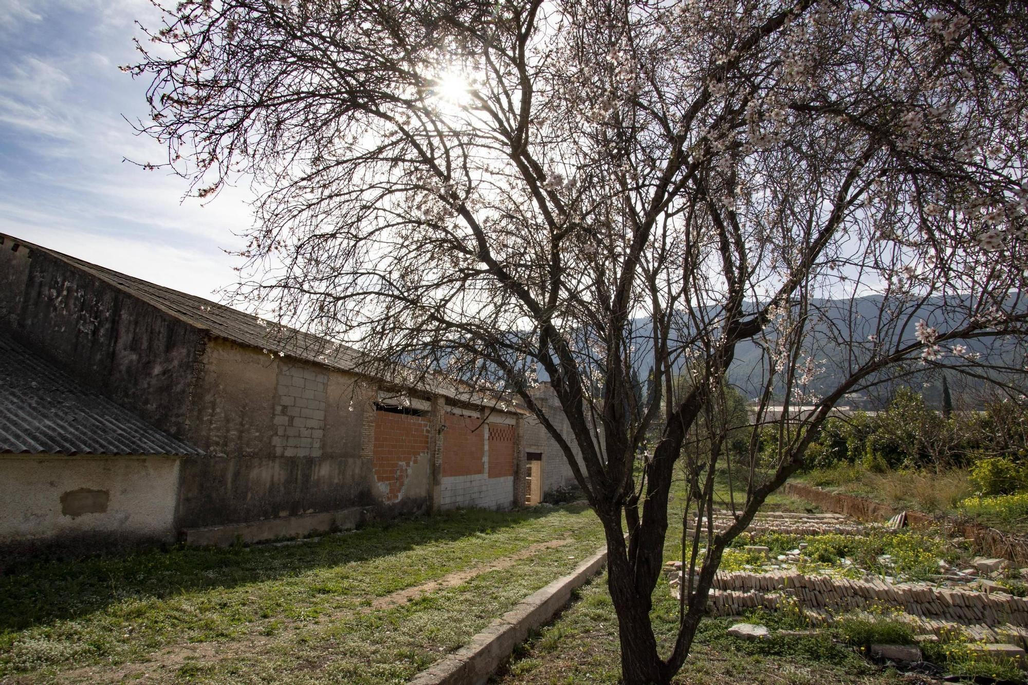 Las imágenes del molino de Félix o Garrigós que quieren convertir en centro cultural y etnológico