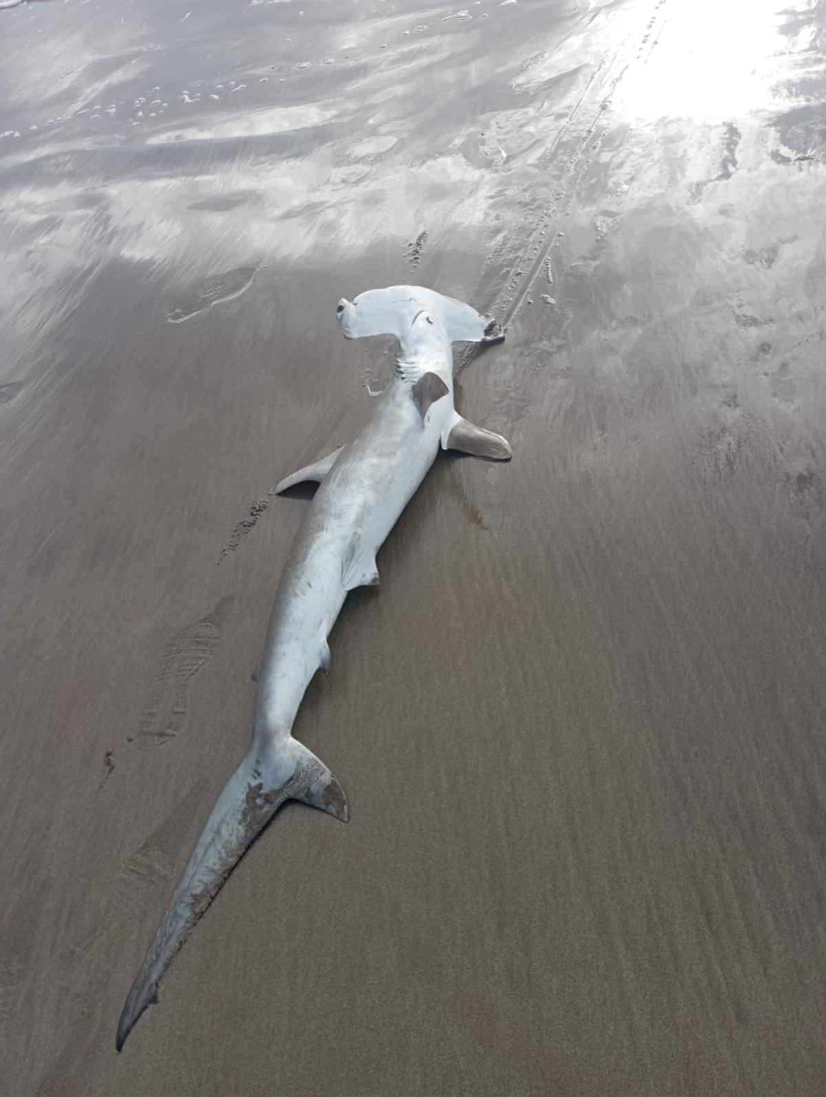 Pez martillo hallado sin vida, el pasado sábado, 6 de diciembre, en la playa de La Garita, en Arrieta, en Lanzarote