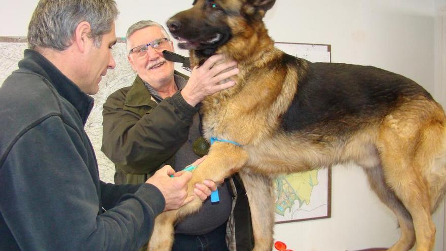 Anàlisis de sang que es van fer a Callús, que juntament amb Súria ja disposa del cens genètic