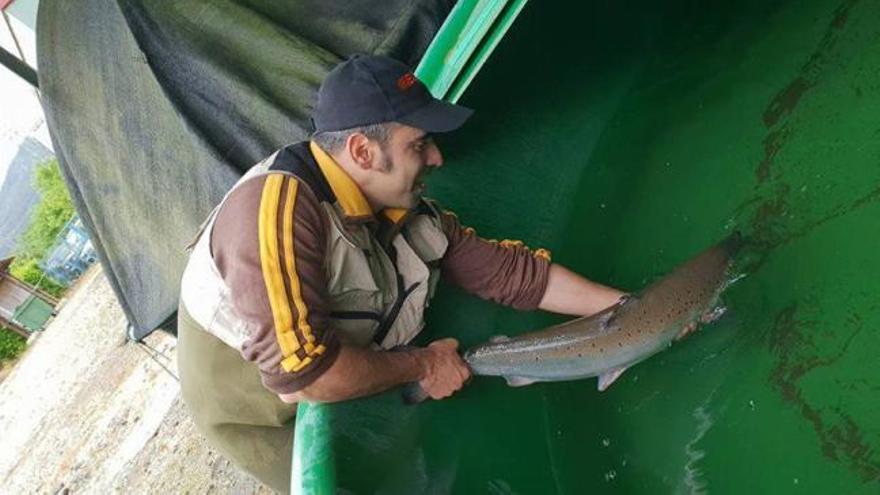 Proyecto ARCA: la esperanza del salmón asturiano