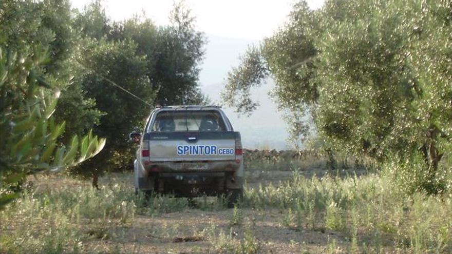 Agromaestrat, soluciones más eficientes contra la mosca de la fruta y del olivo