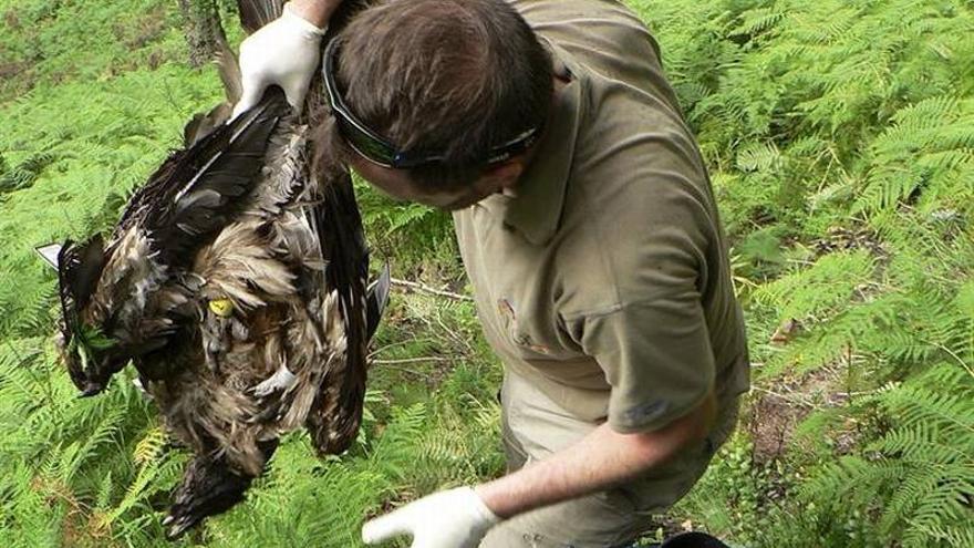 Muere en los Picos de Europa uno de los quebrantahuesos cedidos por Aragón