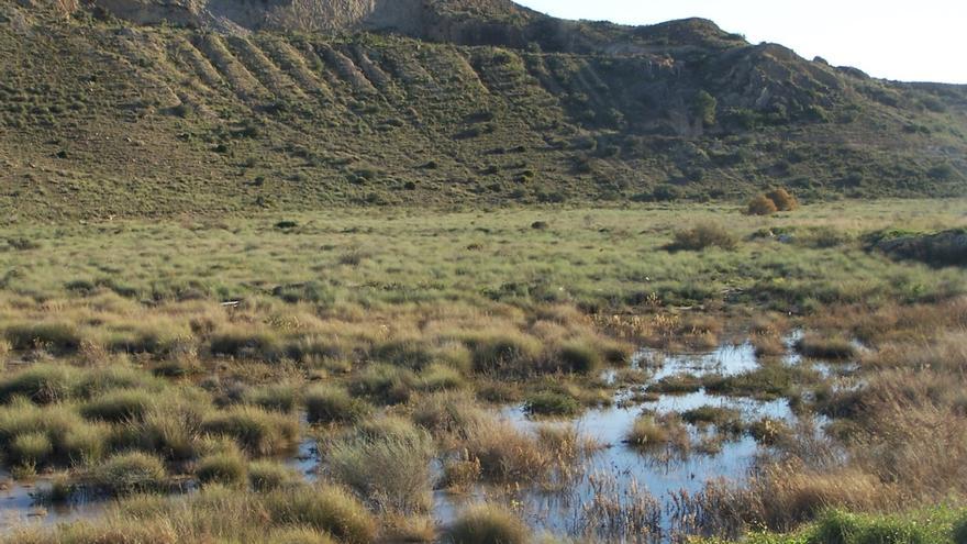 Alegan contra dos plantas solares que &quot;invaden&quot; el Saladar de Fontcalent