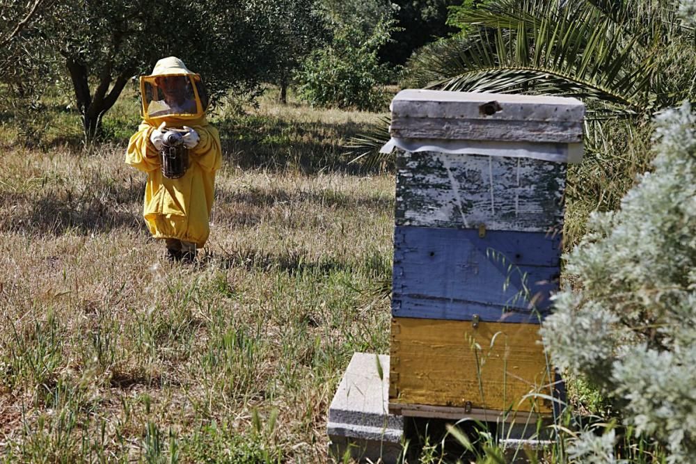 Der Regen im Mai hat den Pflanzen einen zweiten Frühling und den Bienen Pollen sowie Nektar beschert. Der Imker Gori Lladó umsorgt sie und experimentiert mit ökologischen Methoden und neuen Formen für